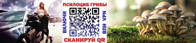 Галлюциногенные грибы Cubensis кракен рабочий сайт Салехард